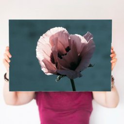 Tablouri Canvas